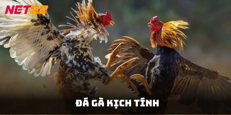 Trải nghiệm những trận đấu chọi kê nảy lửa với tỷ lệ cược hấp dẫn